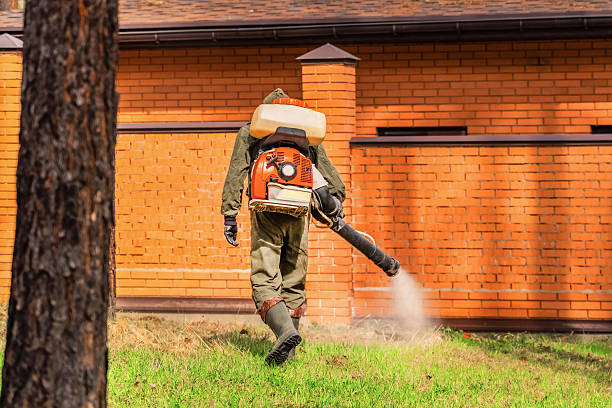 Trusted Ant Control service in Mountain Lake, MN - Nex Pest Control